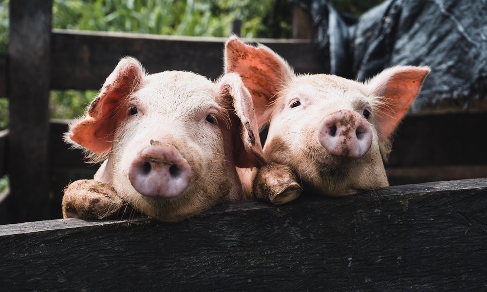 Pig Butchering’ Scam
