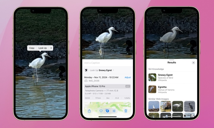 Snowy Egret Image Search
