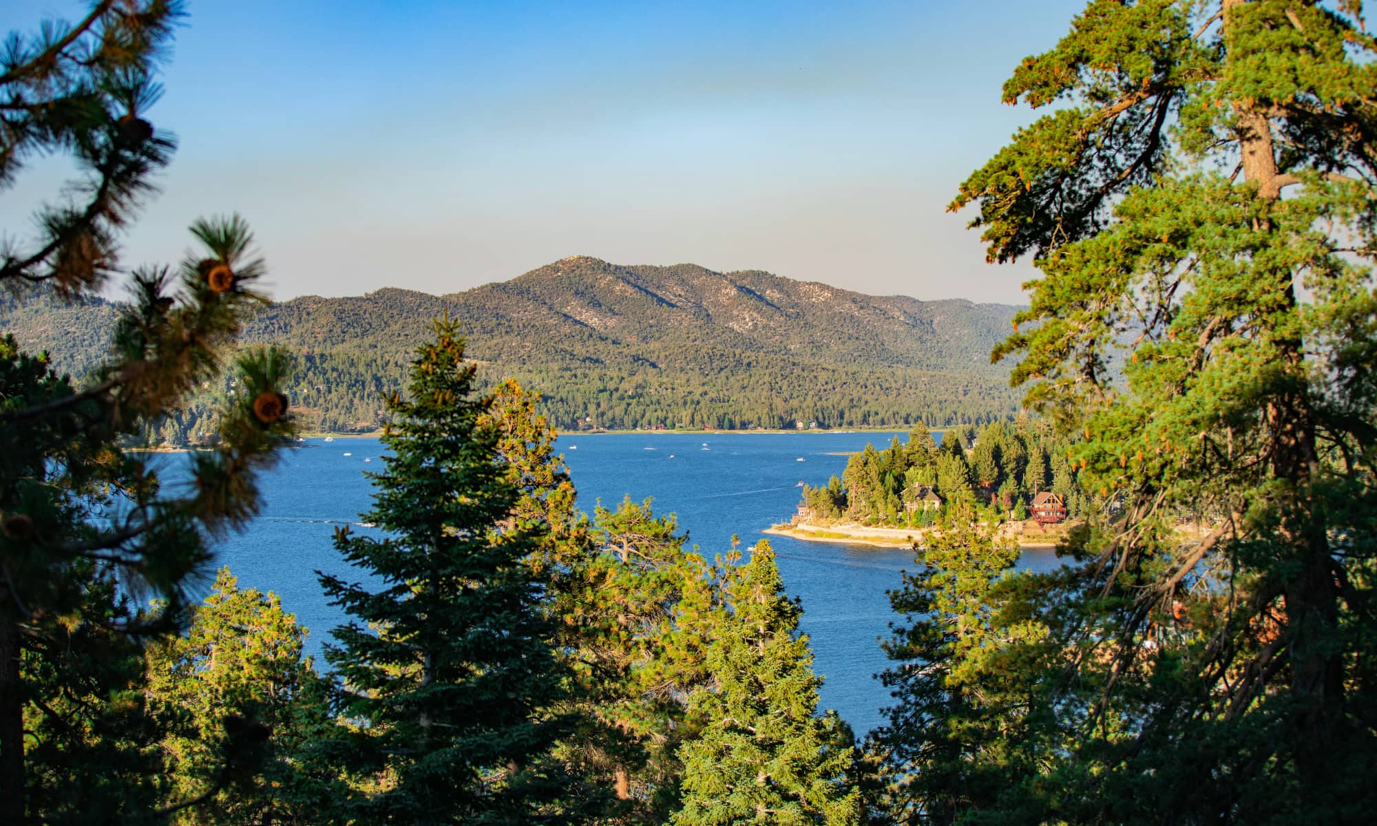 Big Bear Lake California trees